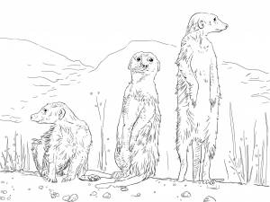 Сурикат раскраска