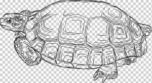 Черепаха Gopherus Reptile Пустынная черепаха, черепаха, животные, рука, позвоночное животное png