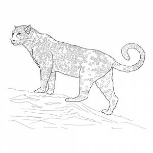 Раскраска Ягуар