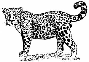 Раскраска взрослый ягуар