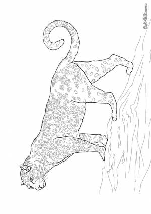 Раскраска Ягуар