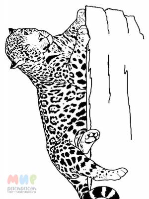 Раскраска Ягуар