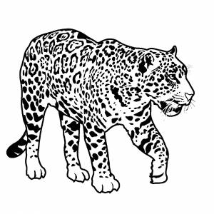 Раскраска ягуар на охоте