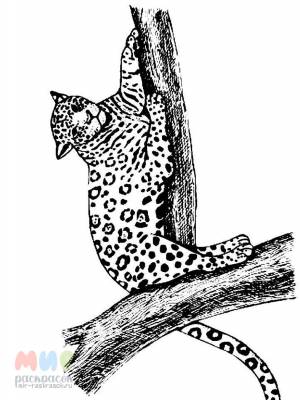 Раскраска Ягуар