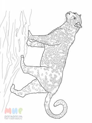 Раскраска Ягуар