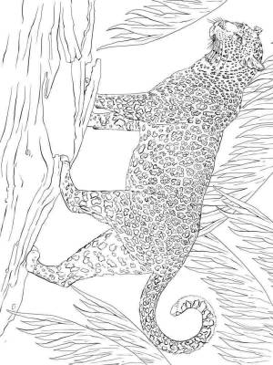 Раскраски Ягуар