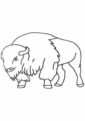 Раскраска бизон