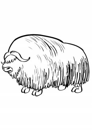 Раскраска бизон