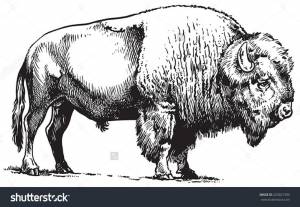 Buffalo American Bison