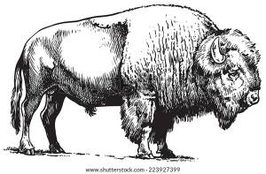 Buffalo American Bison