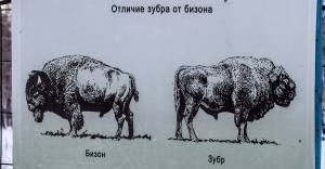 Зубр, бизон, зубробизон и бизонозубр