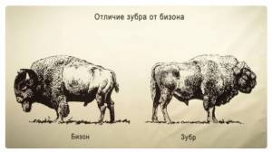 Зубр