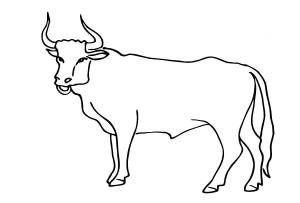 Раскраска Бык