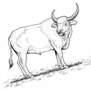 Раскраска бык на прогулке