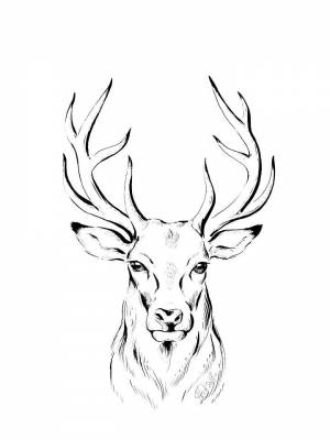Раскраска Голова Оленя для девочек