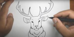 Как нарисовать оленя