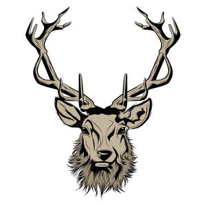 голова оленя иллюстрация PNG , животное, окаменевшее, рога PNG картинки и пнг рисунок для й загрузки