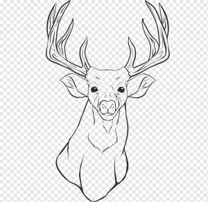 Белохвостый олень Северный олень Книжка-раскраска Лось, олень, рога оленя, белый, млекопитающее png