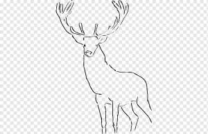 Рисунок оленя, силуэт головы оленя, рога оленя, белый, млекопитающее png