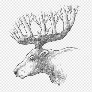 Красный олень Серый волк Рисунок, свинец нарисовал голову оленя, акварель, рога оленя, млекопитающее png