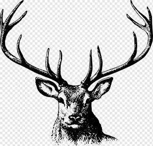 Олень, Животных, Рога, Природа, Живая Природа, Рога, Голова, png