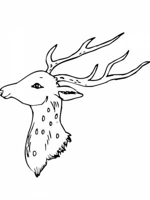 Раскраски Голова Оленя   в формате