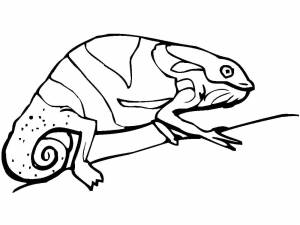 Хамелеон раскраска