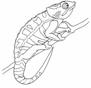 Раскраска Хамелеон 3