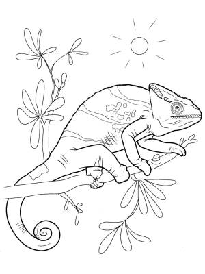 Раскраски Раскраска Хамелеон 
