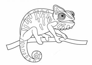 Раскраска Хамелеон на ветке