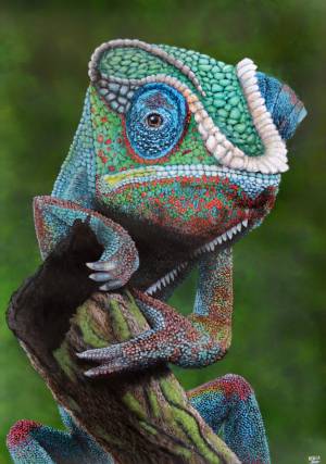 Glance Of The Chameleon, Картина