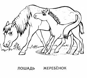 Раскраска лошадь и жеребенок