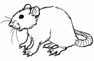 Настоящая крыса