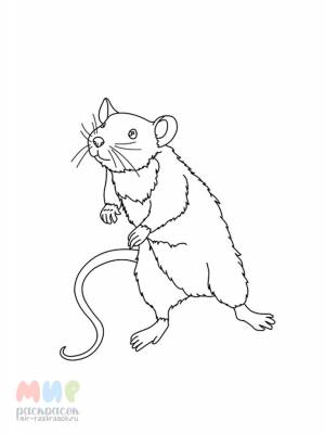 Раскраска Крыса