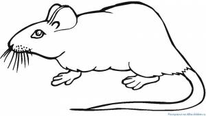 год крысы 2020 раскраска для детей пошагово