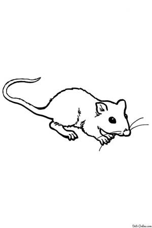 Крыска раскраска