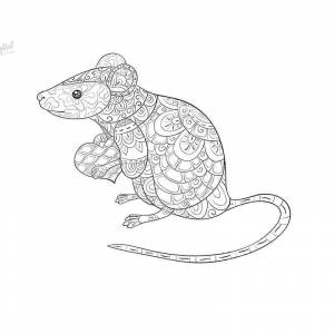 Раскраска Популярная крыса