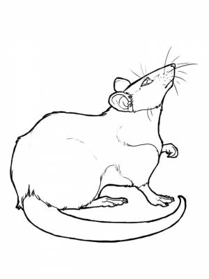 Раскраски Крыса   в формате