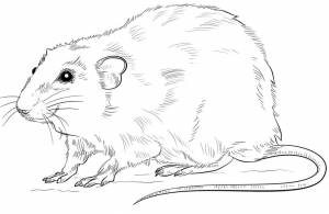 Крысы раскраска