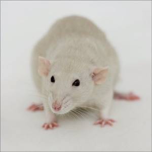 Разновидности и окрасы крыс