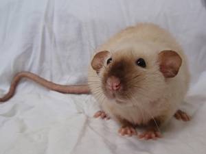 Декоративные крысы Мир хвостатых
