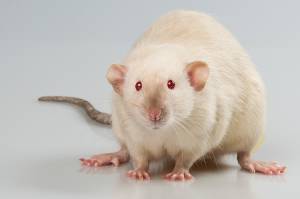 Декоративные крысы Мир хвостатых