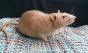 Декоративные крысы Мир хвостатых