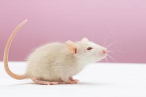 Белая крыса дамбо играет на розовом фоне