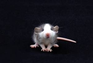 Декоративная крыса дамбо сидит на черном фоне, вид спереди, животные темы