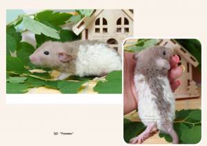 ПДК Ромашка