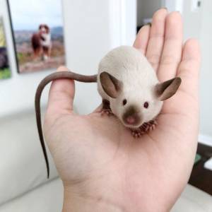 Крыса дамбо сиамский окрас