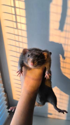 Пин от пользователя LVX на доске Ratas