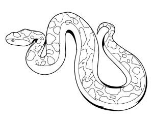 Раскраска Питон