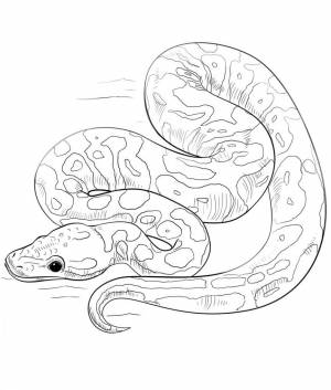 Раскраска Мяч питон